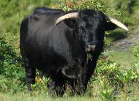 Тибетский гороскоп - Черный буйвол